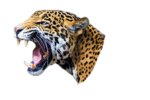 Скачать PNG картинку на прозрачном фоне Голова леопарда с открытой пастью, вид сбоку