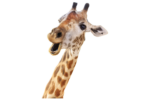 Скачать PNG картинку на прозрачном фоне Голова удивленного жирафа