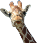 Скачать PNG картинку на прозрачном фоне Голова жирафа, смотрит с интересом