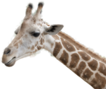 Скачать PNG картинку на прозрачном фоне Голова жирафа, смотрит влево