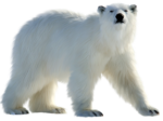 Скачать PNG картинку на прозрачном фоне Гордый белый медведь идет право