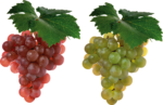 Скачать PNG картинку на прозрачном фоне Гроздь белого и красного винограда
