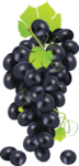 Скачать PNG картинку на прозрачном фоне Гроздь черного винограда упавшими виноградинками