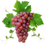Скачать PNG картинку на прозрачном фоне Гроздь красного винограда с листьями