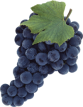 Скачать PNG картинку на прозрачном фоне Гроздь синего винограда с листом сверху