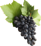 Скачать PNG картинку на прозрачном фоне Гроздь синего винограда, с листьями