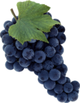 Скачать PNG картинку на прозрачном фоне Гроздь синего винограда с одним листом