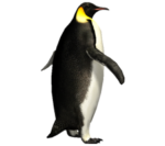 Скачать PNG картинку на прозрачном фоне Императорский пингвин идет вправо