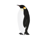 Скачать PNG картинку на прозрачном фоне Императорский пингвин нарисованный, стоит боком