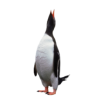 Скачать PNG картинку на прозрачном фоне Императорский пингвин, с открытым клювом