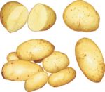 Скачать PNG картинку на прозрачном фоне Картошка нарисованная, картофель