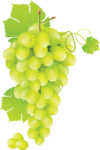 Скачать PNG картинку на прозрачном фоне Кисть, гроздь, нарисованного белоо винограда с листьями