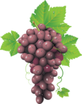 Скачать PNG картинку на прозрачном фоне Кисточка нарисованного красного винограда