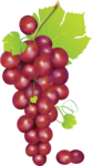 Скачать PNG картинку на прозрачном фоне Кисточка нарисованного розового винограда