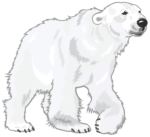 Скачать PNG картинку на прозрачном фоне Контурный нарисованный белый медведь