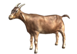 Скачать PNG картинку на прозрачном фоне Коричневая коза нарисованная, стоит боком