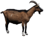Скачать PNG картинку на прозрачном фоне Коричневая коза стоит боком