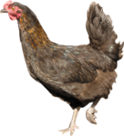 Скачать PNG картинку на прозрачном фоне Коричневая курица, идет влево