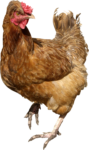 Скачать PNG картинку на прозрачном фоне Коричневая курица, с поднятой ногой