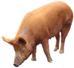 Скачать PNG картинку на прозрачном фоне Коричневая свинья стоит, нюхает землю