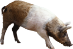 Скачать PNG картинку на прозрачном фоне Коричнево-белая свинья стоит боком нюхает землю