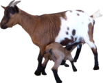 Скачать PNG картинку на прозрачном фоне Коза с козленком рядом, коричнево-белые