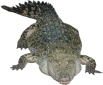 Скачать PNG картинку на прозрачном фоне Крокодил лежит, смотрит вперед