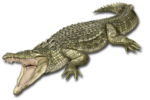Скачать PNG картинку на прозрачном фоне Крокодил нарисованный с открытой пастью