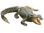 Скачать PNG картинку на прозрачном фоне Крокодил, открытая пасть