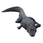 Скачать PNG картинку на прозрачном фоне Крокодил ползет вперед