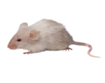 Скачать PNG картинку на прозрачном фоне Крыса белая, стоит боком