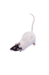 Скачать PNG картинку на прозрачном фоне Крыса черно-белая идет влево, вид сверху
