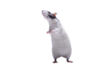 Скачать PNG картинку на прозрачном фоне Крыса черно-белая стоит на задних лапах