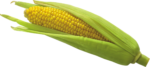 Скачать PNG картинку на прозрачном фоне Кукуруза, листья