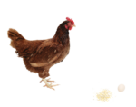 Скачать PNG картинку на прозрачном фоне Курица, коричневая, с яйцом