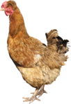 Скачать PNG картинку на прозрачном фоне Курица, коричневая смотрит влево