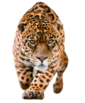 Скачать PNG картинку на прозрачном фоне Леопард идет, вид спереди