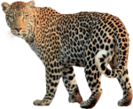 Скачать PNG картинку на прозрачном фоне Леопард идет влево, смотрит вперед