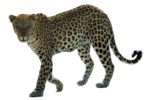 Скачать PNG картинку на прозрачном фоне Леопард идет влево, вид сбоку