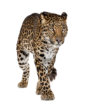 Скачать PNG картинку на прозрачном фоне Леопард идет вперед