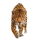 Скачать PNG картинку на прозрачном фоне Леопард крадется вперед