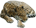Скачать PNG картинку на прозрачном фоне Леопард лежит и спит