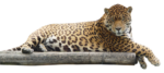 Скачать PNG картинку на прозрачном фоне Леопард лежит на бревне, смотрит вперед