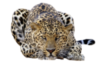 Скачать PNG картинку на прозрачном фоне Леопард лежит, смотрит вперед
