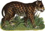 Скачать PNG картинку на прозрачном фоне Леопард нарисованный в траве идет влево