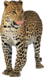 Скачать PNG картинку на прозрачном фоне Леопард облизывается