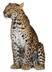 Скачать PNG картинку на прозрачном фоне Леопард сидит и смотрит влево