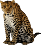 Скачать PNG картинку на прозрачном фоне Леопард сидит и смотрит вперед