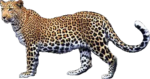 Скачать PNG картинку на прозрачном фоне Леопард стоит боком
