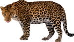 Скачать PNG картинку на прозрачном фоне Леопард стоит боком и смотит вперед